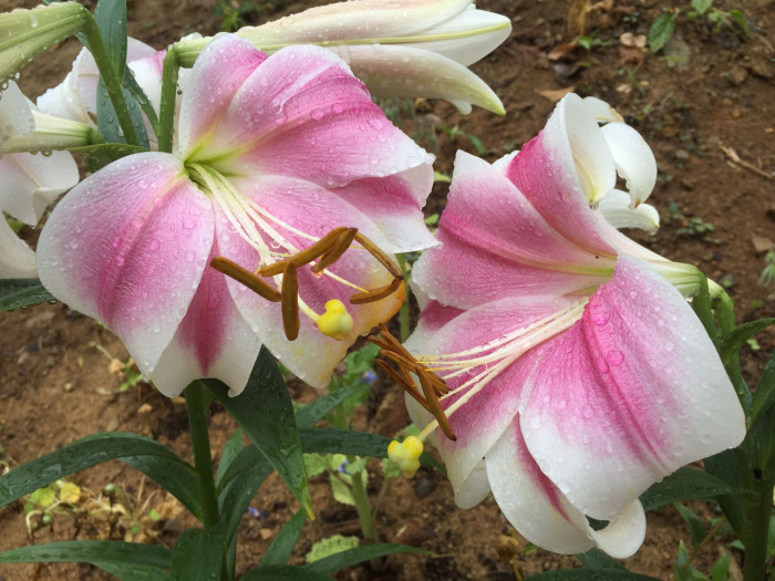 백합 - Lily, Lilium longiflorum Thunb.