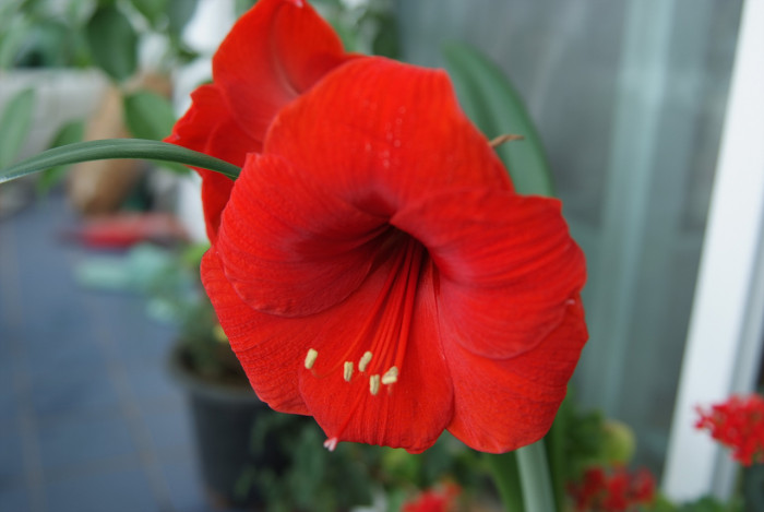아마릴리스 - amaryllis, Hippeastrum puniceum (Lam.) Voss