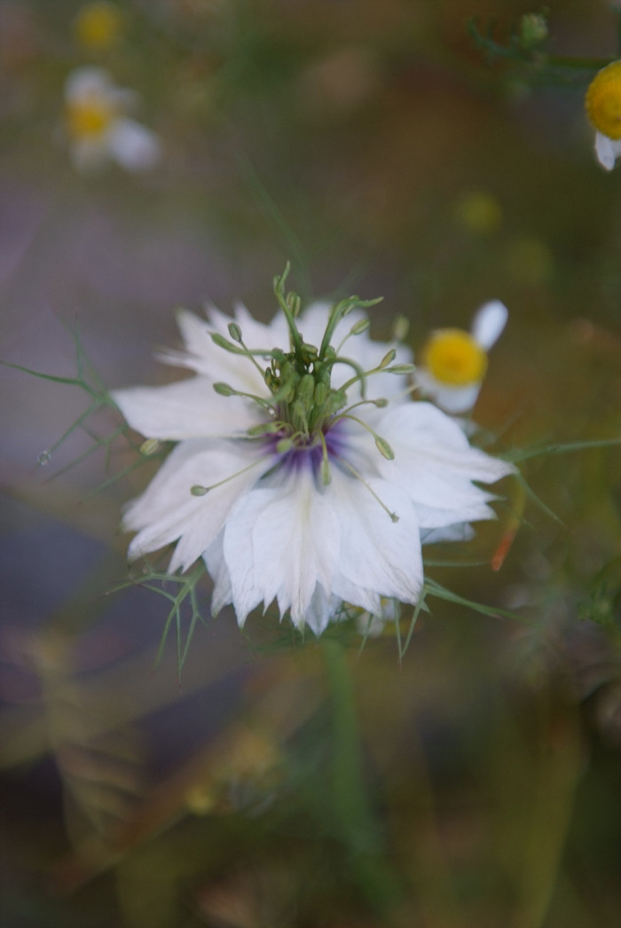 니켈라 - ragged lady, devil in the bush, Nigella damascena