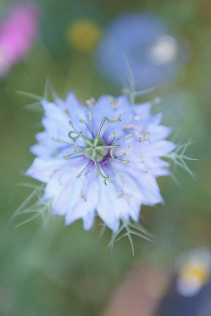 니켈라 - ragged lady, devil in the bush, Nigella damascena