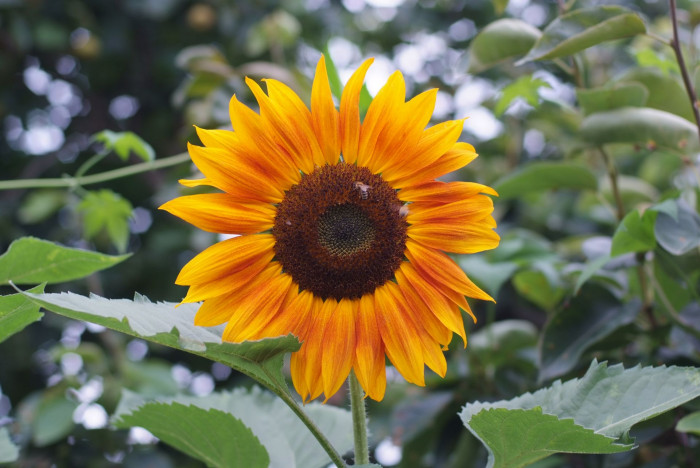 해바라기 - Sunflower, Helianthus annuus