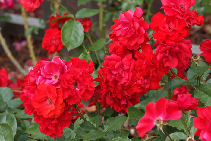 장미 - Rose, Rosa hybrida