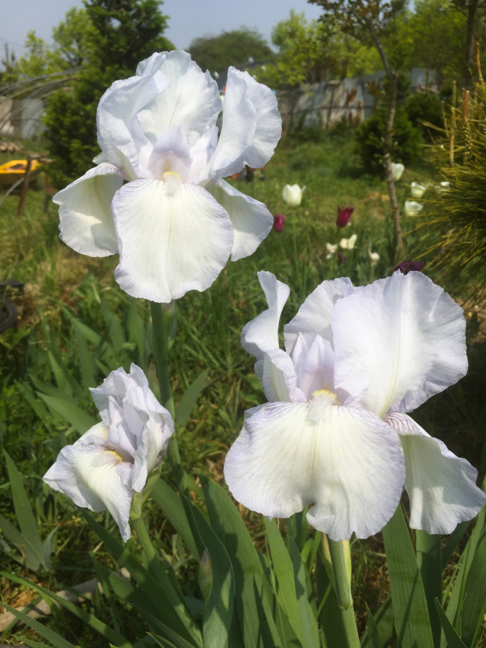 독일붓꽃 - German iris, Iris germanica L.