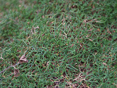 구실사리 사진 - Selaginella rossii (Baker) Warb. Photos
