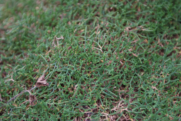 구실사리 - Selaginella rossii (Baker) Warb.