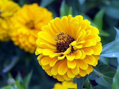 백일홍 사진 - Zinnia elegans Photos