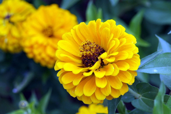 백일홍 - Zinnia, Zinnia elegans