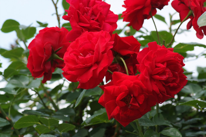 장미 - Rose, Rosa hybrida