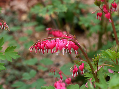 금낭화 사진 - Dicentra spectabilis Photos