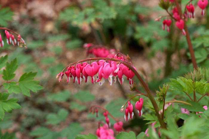 금낭화 - Dicentra spectabilis