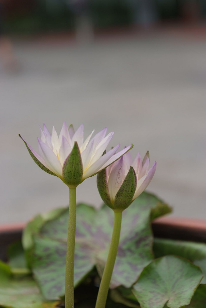 수련 - Nymphaea tetragona var. angusta
