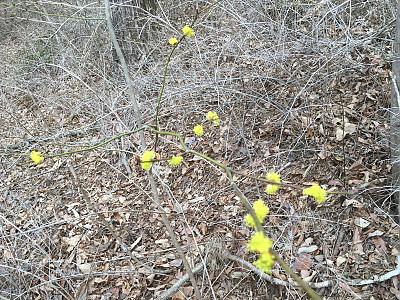 생강나무 사진 - Lindera obtusiloba Blume var. obtusiloba Photos