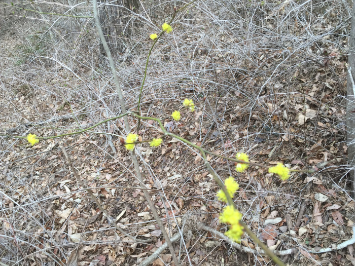생강나무 - Lindera obtusiloba Blume var. obtusiloba