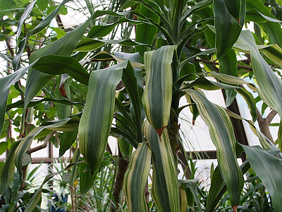 드라세나 자넷크레이그 사진 - Dracaena deremensis \'Janet Craig\' Photos