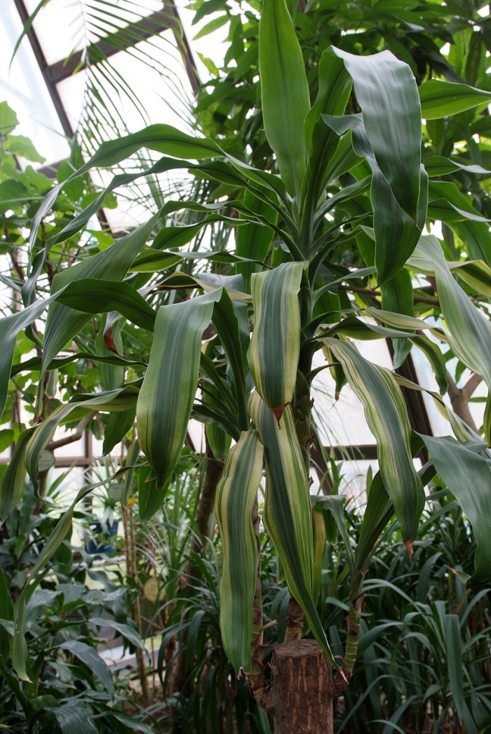드라세나 자넷크레이그 - Janet Craig, Dracaena deremensis 