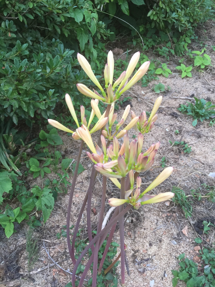 붉노랑상사화 - Lycoris flavescens M.Y.Kim & S.T.Lee