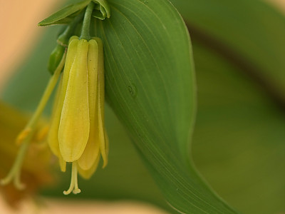 윤판나물 사진 - Disporum sessile  Photos