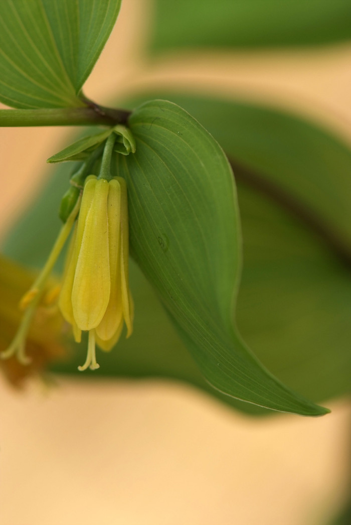 윤판나물 - Disporum sessile 