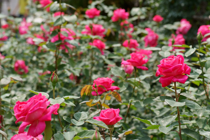 장미 - Rose, Rosa hybrida