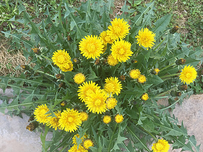 서양민들레 사진 - Taraxacum officinale Weber Photos