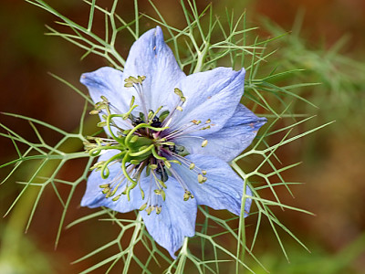 니켈라 사진 - Nigella damascena Photos
