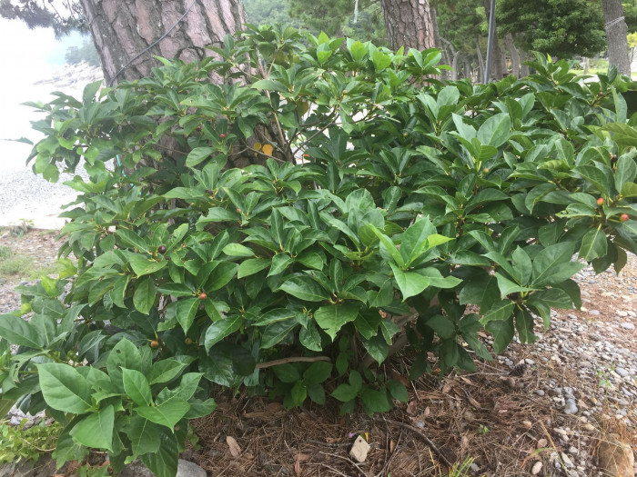 천선과나무 - Ficus erecta Thunb.