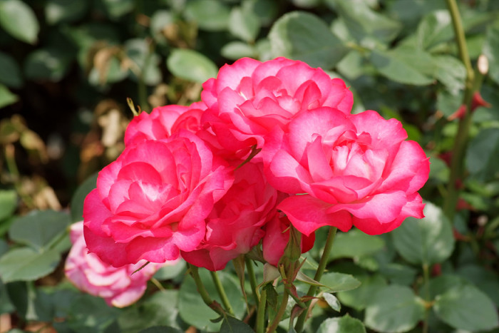 장미 - Rose, Rosa hybrida