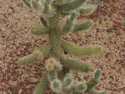 실린드로푼티아 비겔로비이 사진 - Cylindropuntia bigelovii Photos