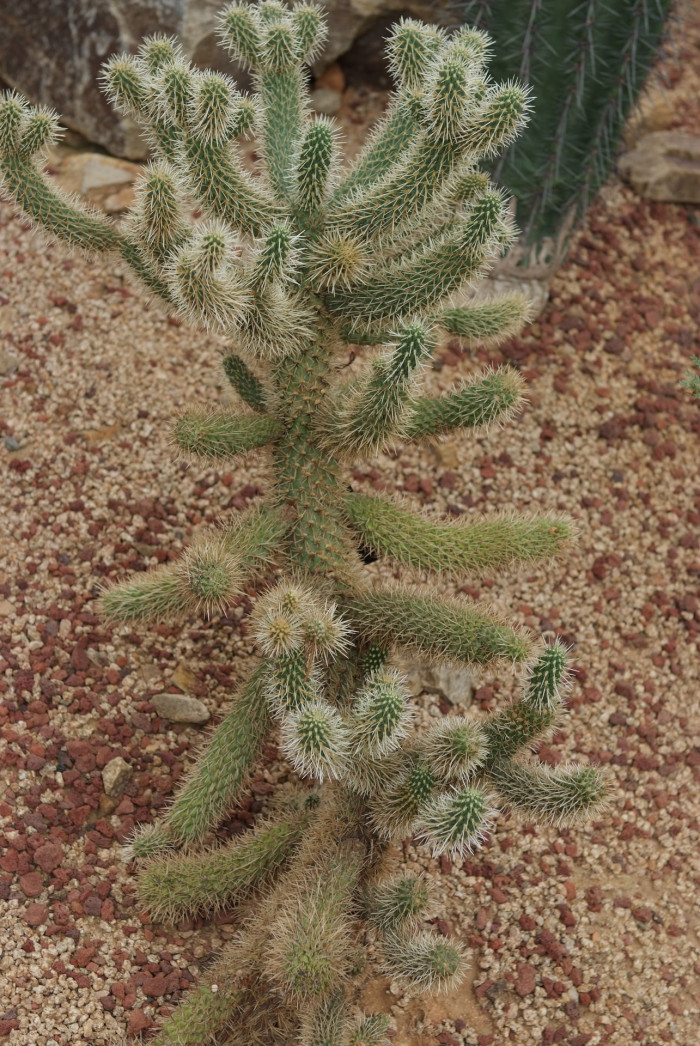 실린드로푼티아 비겔로비이 - Teddybear cholla, Cylindropuntia bigelovii