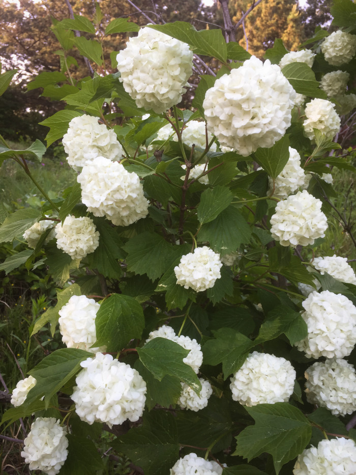 나무수국 - 스노우볼, Hydrangea paniculata Siebold for. paniculata