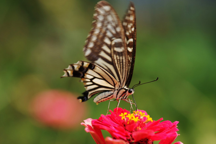 백일홍 - Zinnia, Zinnia elegans