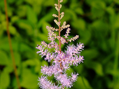 노루오줌 사진 - Astilbe chinensis var.davidii Photos