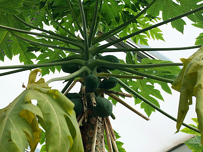 파파야 사진 - Carica papaya Photos