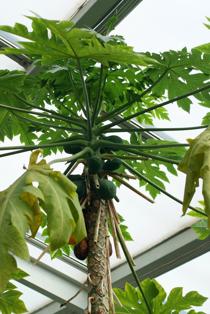 파파야 - Papaya, Carica papaya