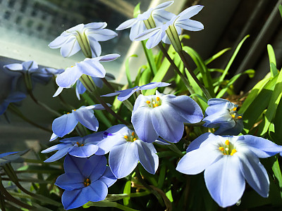 향기별꽃 사진 - Ipheion uniflorum Photos