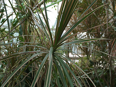 드라세나 콘시나 사진 - Dracaena concinna Photos