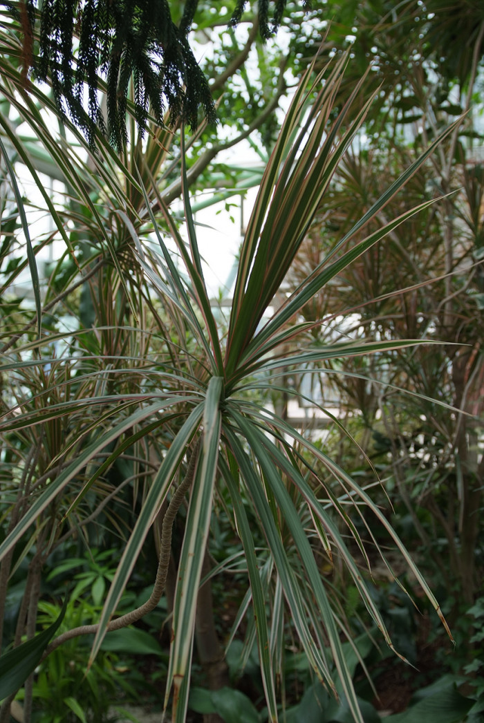 드라세나 콘시나 - Dracaena concinna