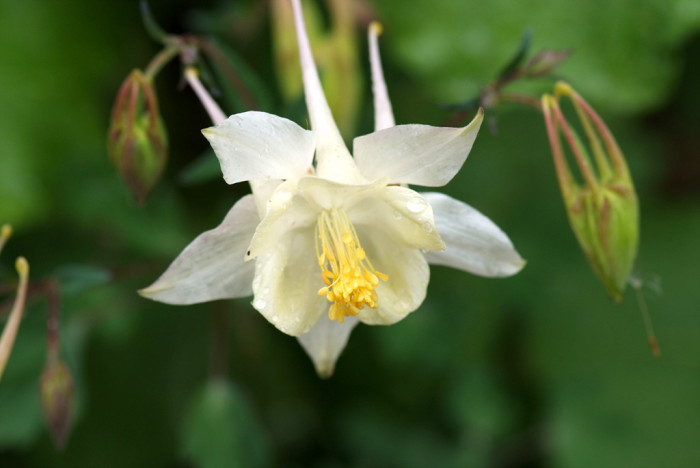 매발톱 - columbine, Aquilegia buergeriana Siebold & Zucc. var. oxysepala (Trautv. & C. A. Mey.) Kitam.