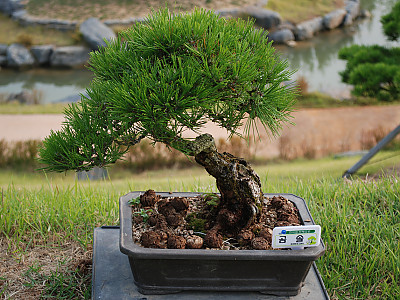 곰솔 사진 - Pinus thunbergii Parl. Photos