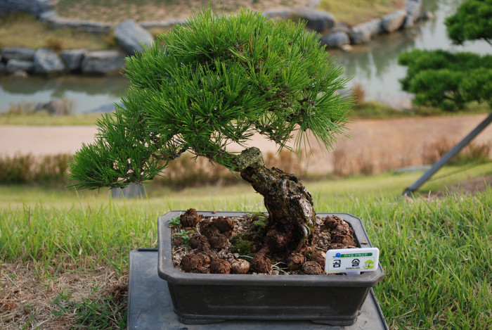 곰솔 - Pinus thunbergii Parl.