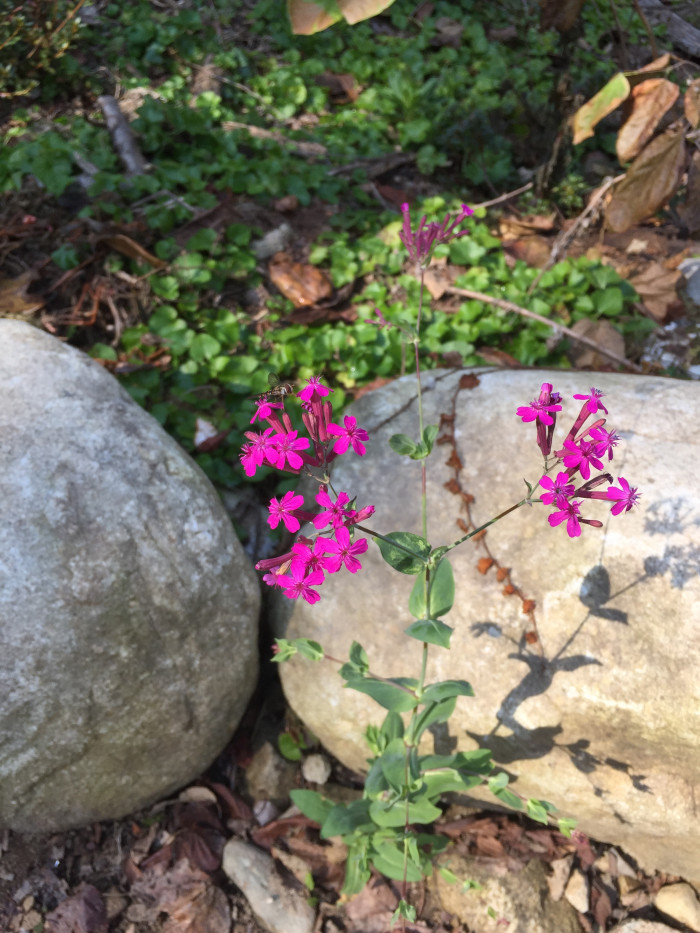 끈끈이대나물 - Silene armeria