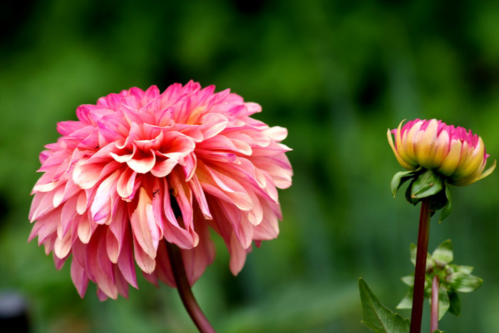 다알리아 - YELLOw BAIRD, Dahlia pinnata Cav.
