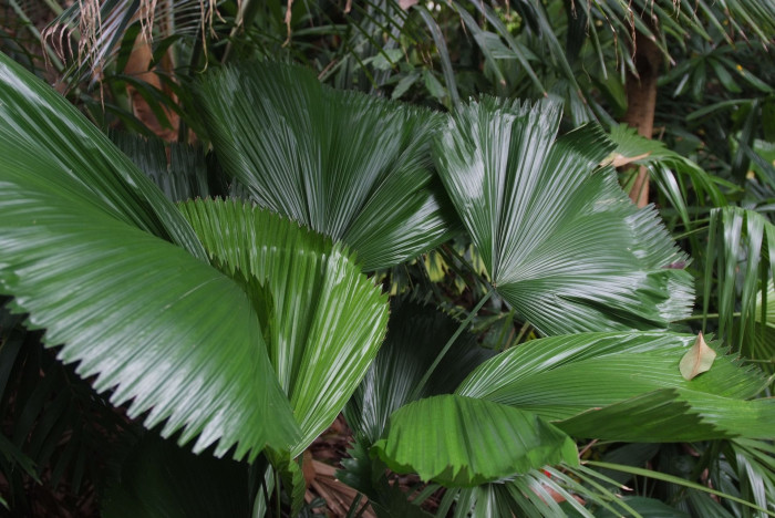 파라솔야자 - Parasol Palm, Licuala orbicularis