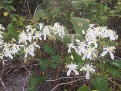 으아리 사진 - Clematis mandshurica rupr Photos