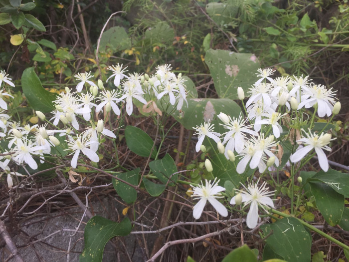 으아리 - Clematis mandshurica rupr