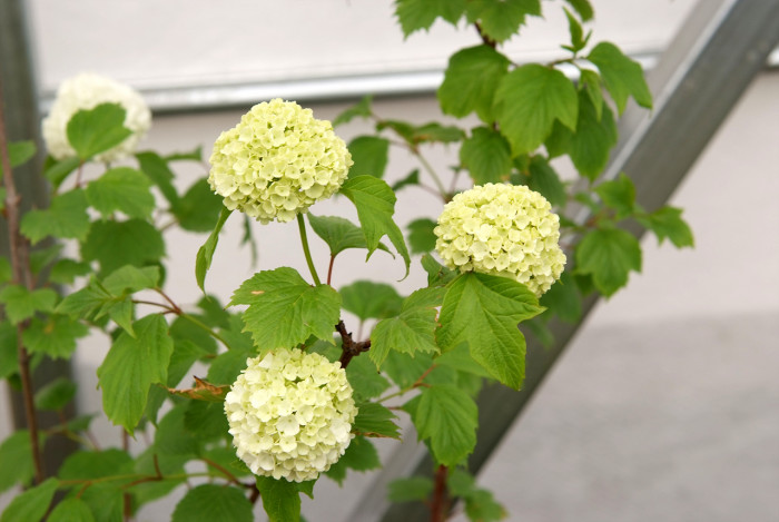 나무수국 - 스노우볼, Hydrangea paniculata Siebold for. paniculata