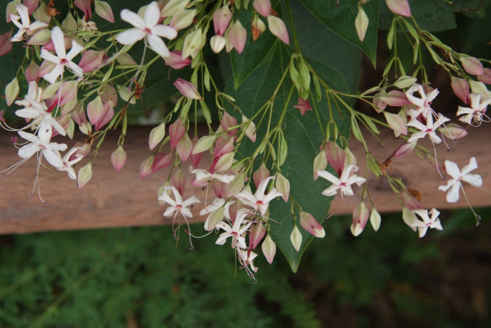 누리장나무 - Harlequin Glorybower, Clerodendrum trichotomum