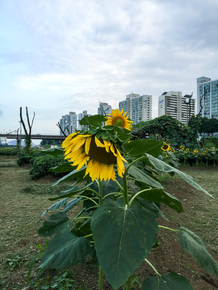 해바라기 - Sunflower, Helianthus annuus
