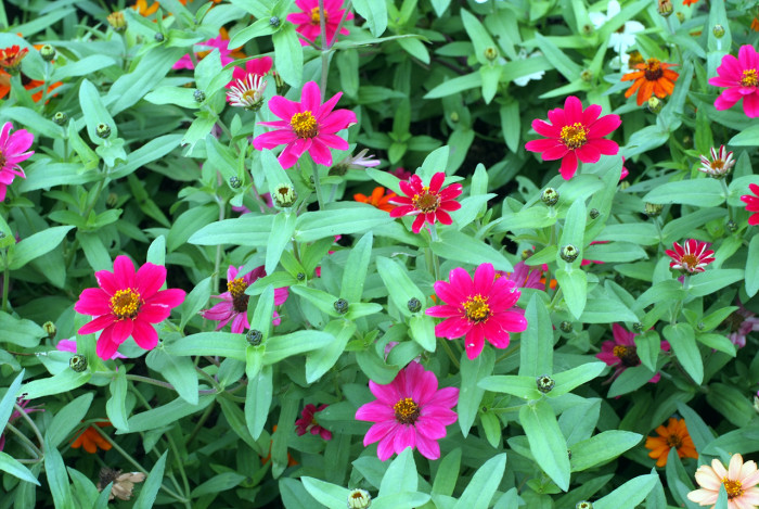 백일홍 - Zinnia, Zinnia elegans