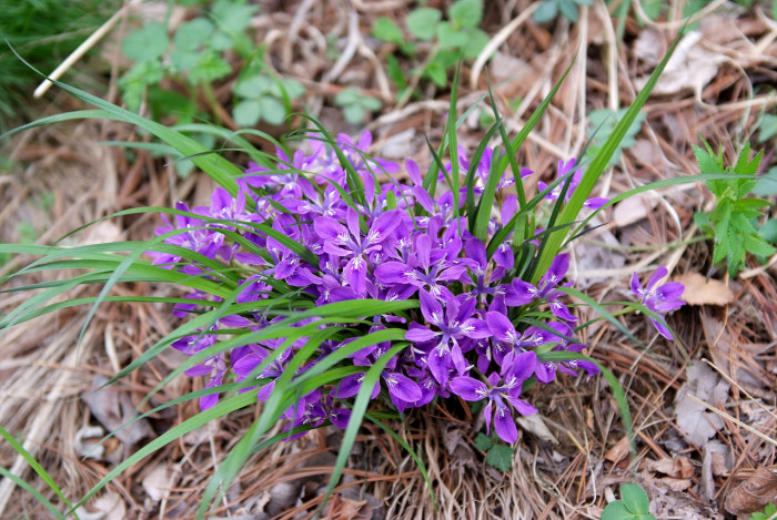 각시붓꽃 - Iris rossii Baker var. rossii